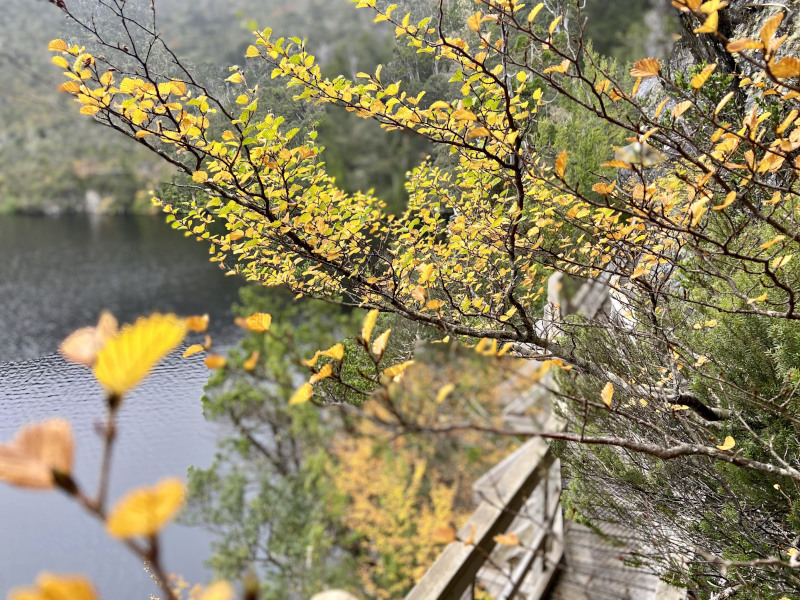 Fagus leaves on branch at Cradle Mountain